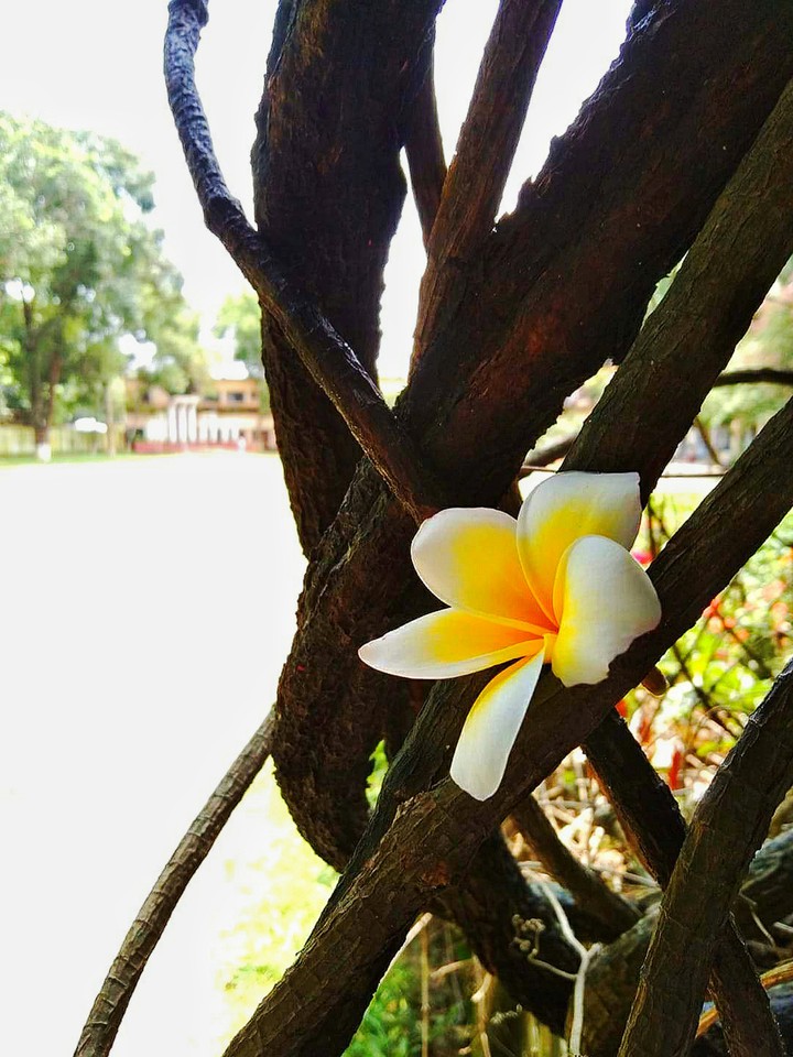 flower