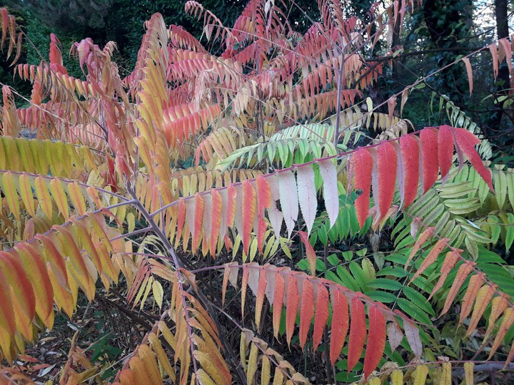 Automne Alsacien