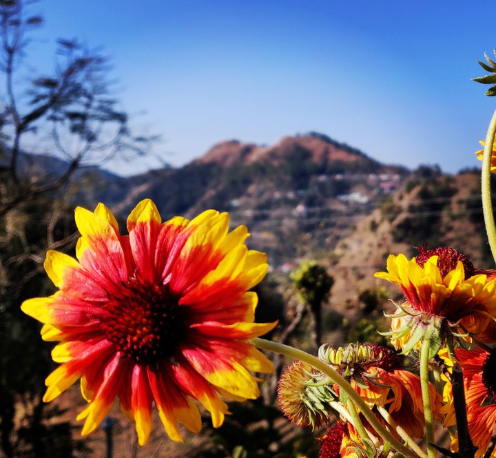 flower and mountains