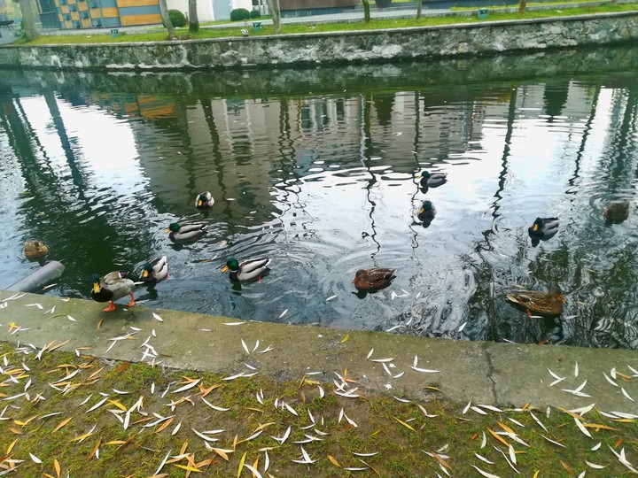Ducks