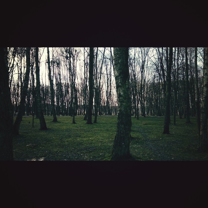 my kobrin