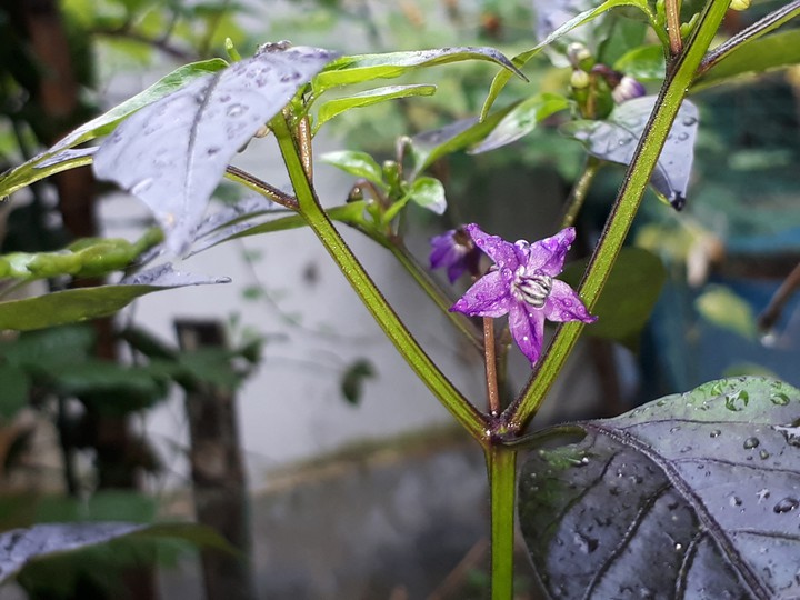 Black Chilly Flower