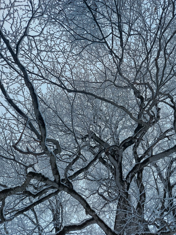 Snowy trees
