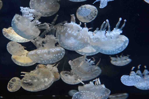 jellyfish2