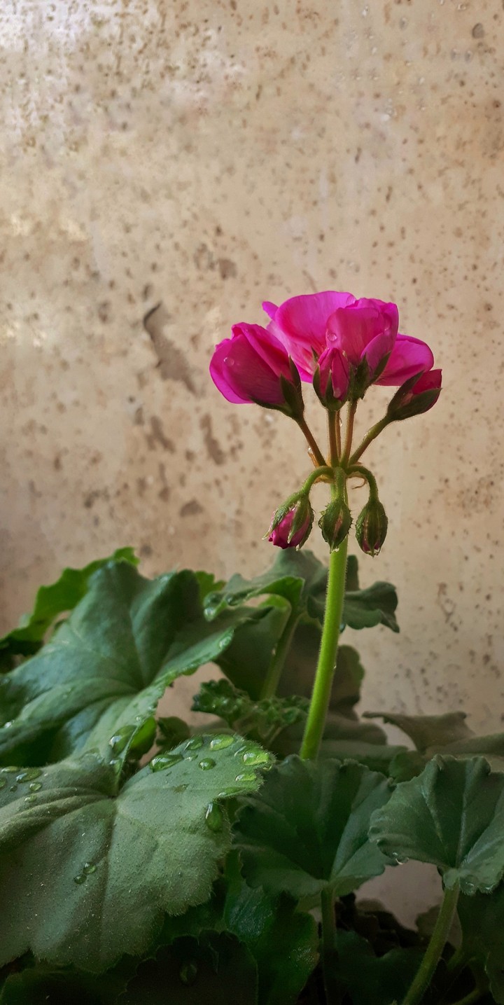 hope