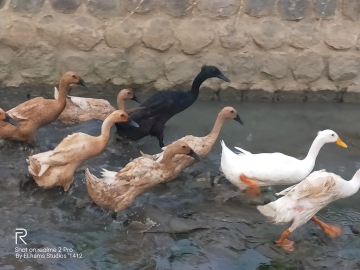 duck