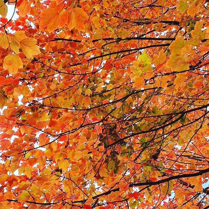 Herbst