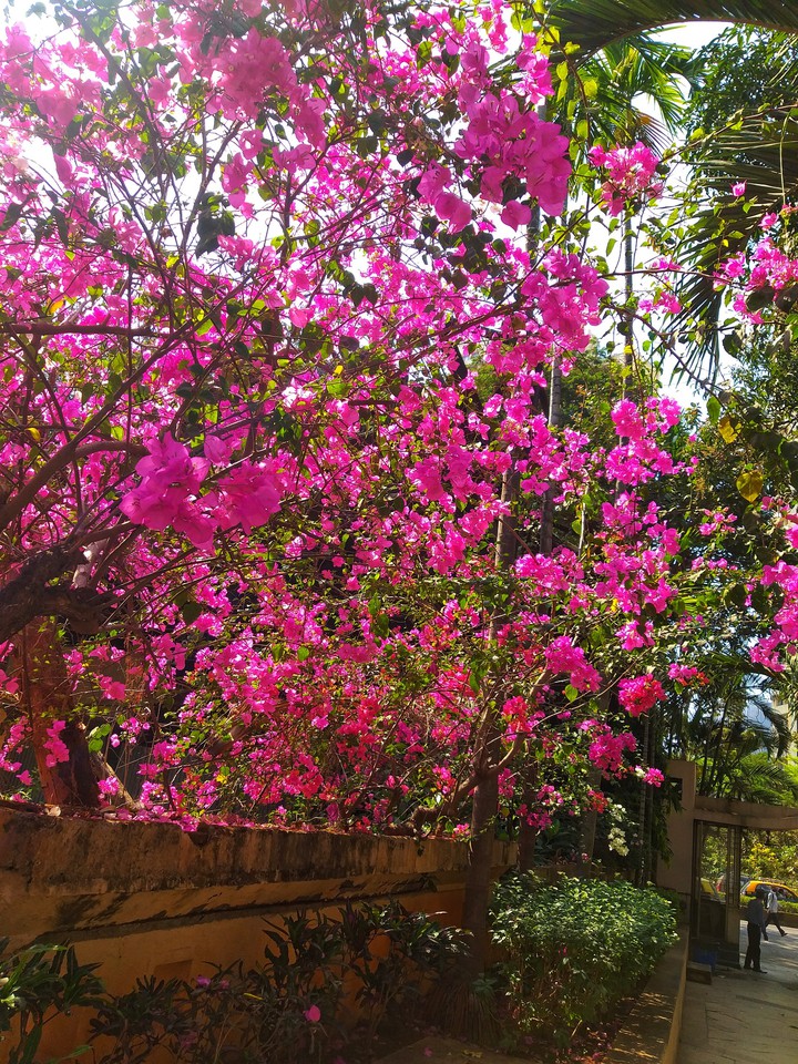 IT'S SPRING TIME , MUMBAI , INDIA !!!