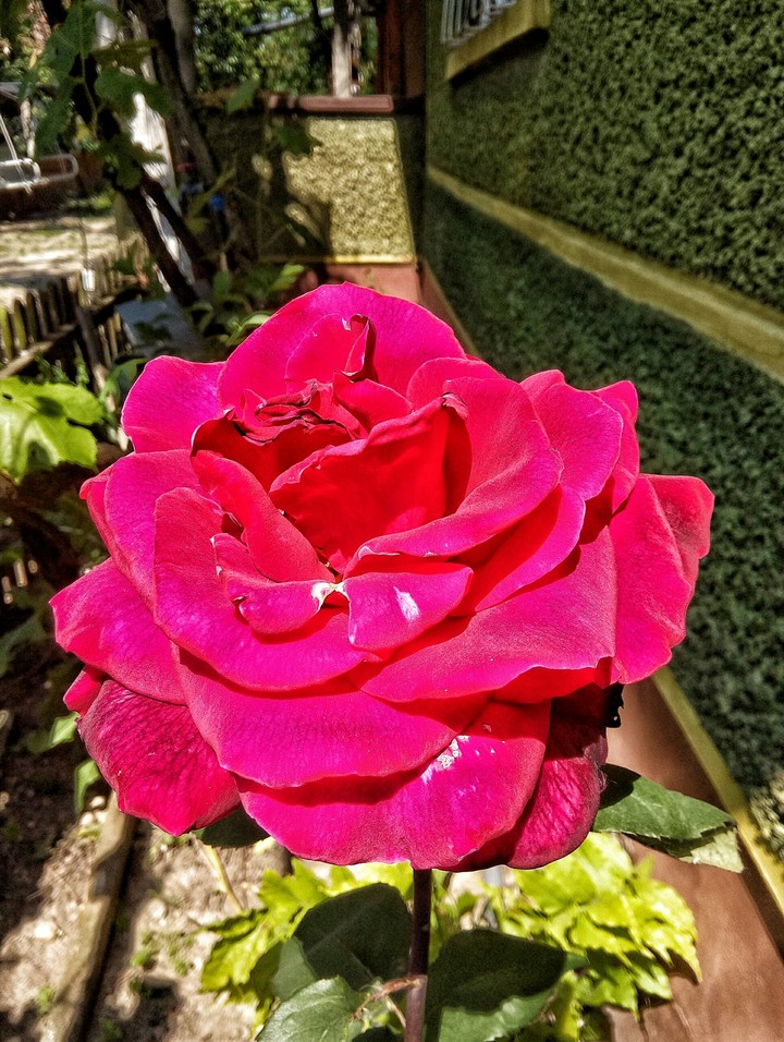 red rose