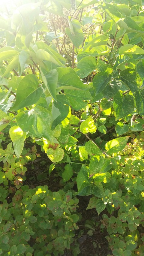 Leaf and sunshine