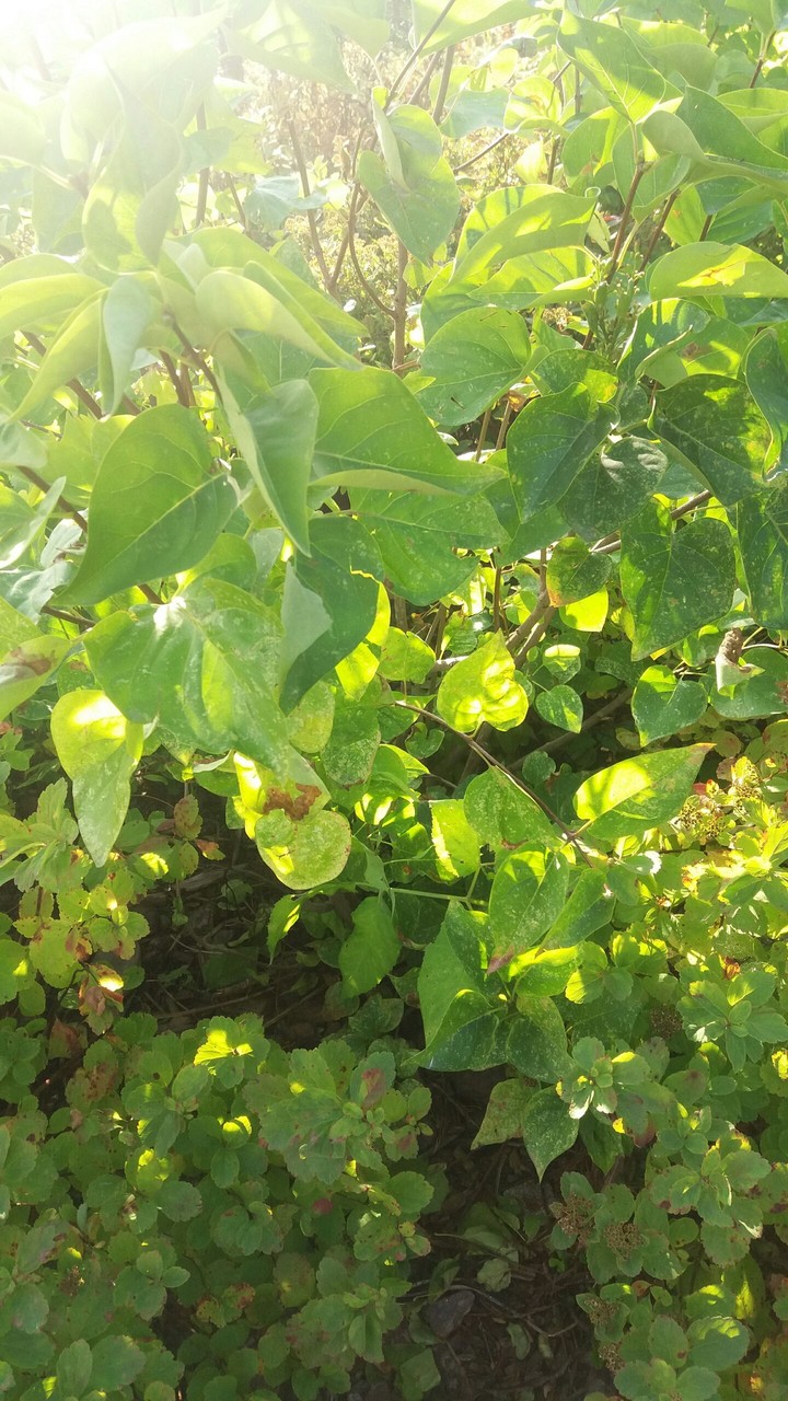 Leaf and sunshine