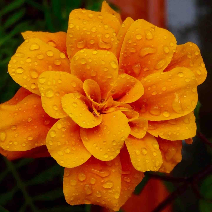 Yellow Flower