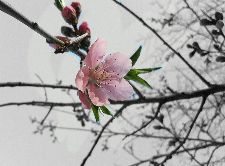 blossom