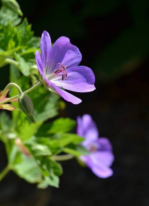 Wild geranium