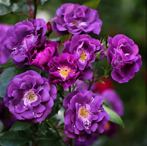 purple Roses.. růže
