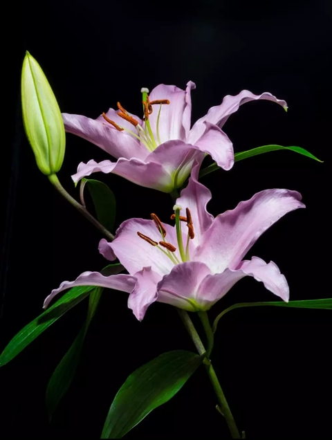 lilium