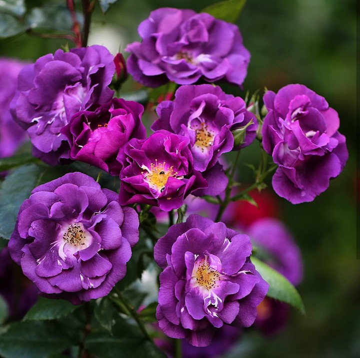purple Roses.. růže