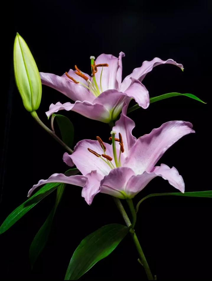lilium