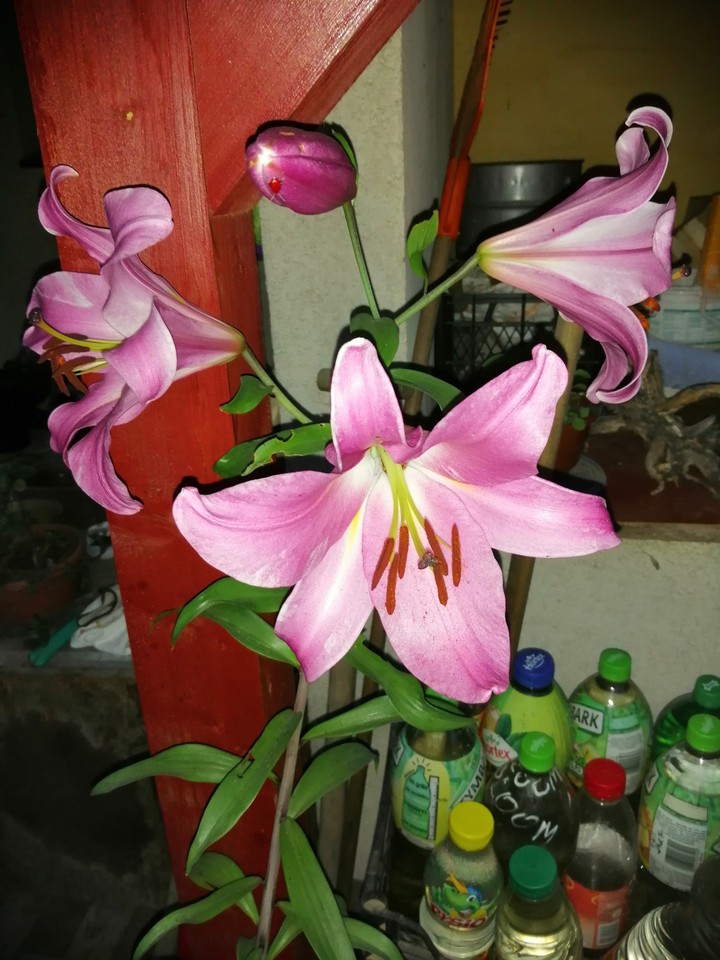 lilia