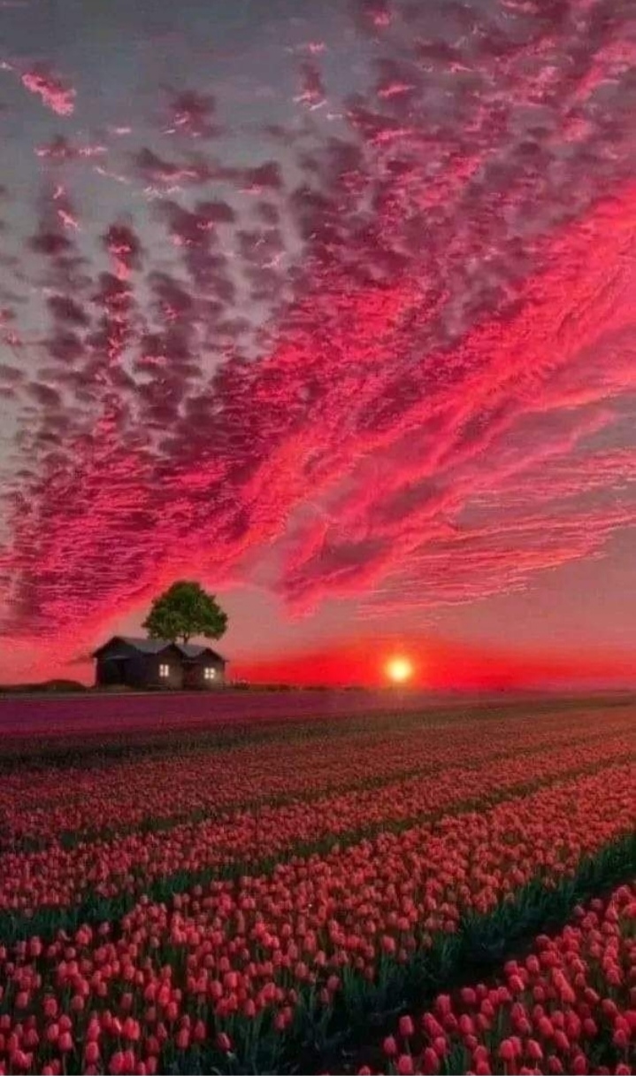 тапети pink, Field