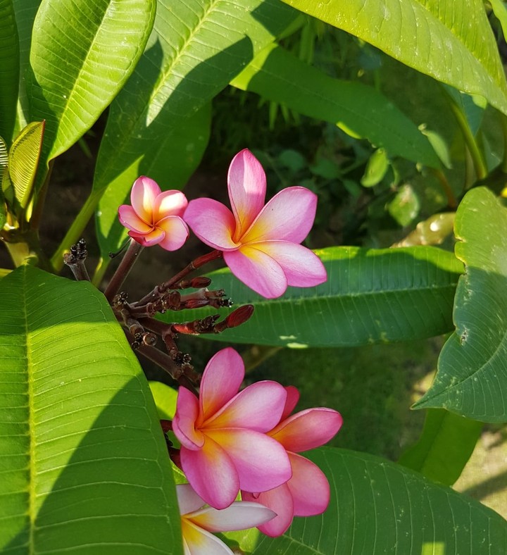 Frangipani 6