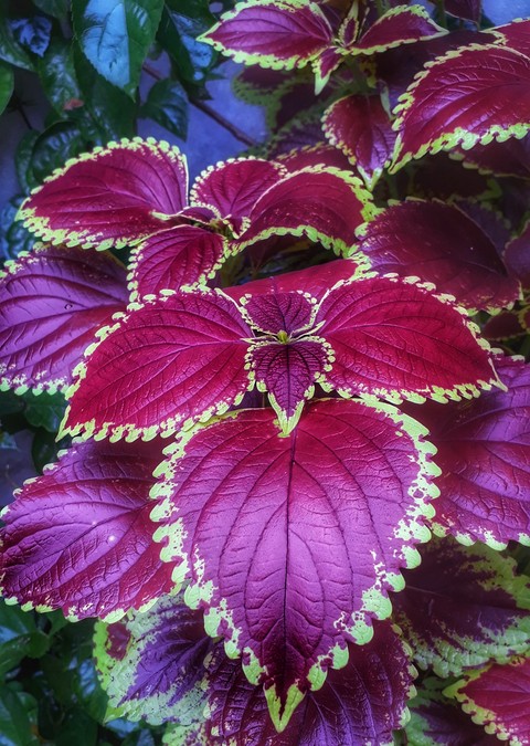 nature beauty