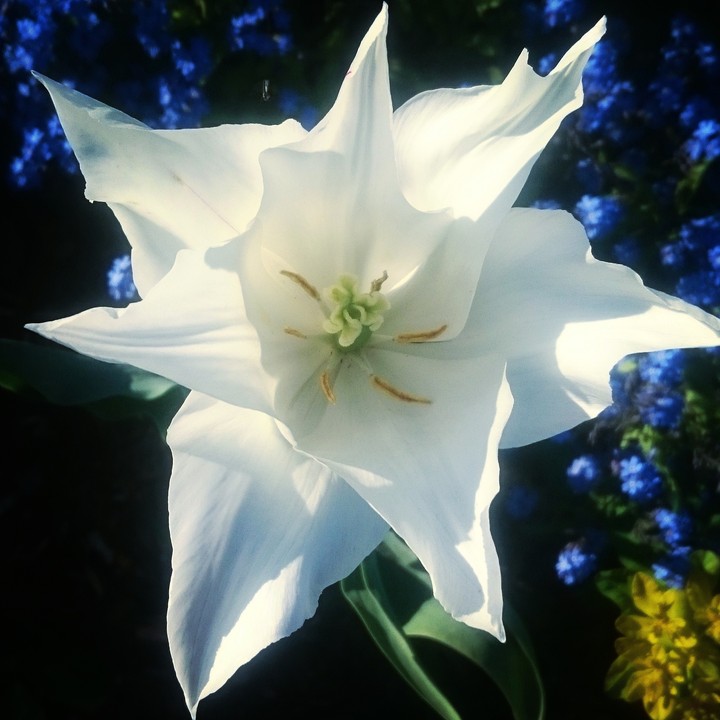 fleurs en étoile