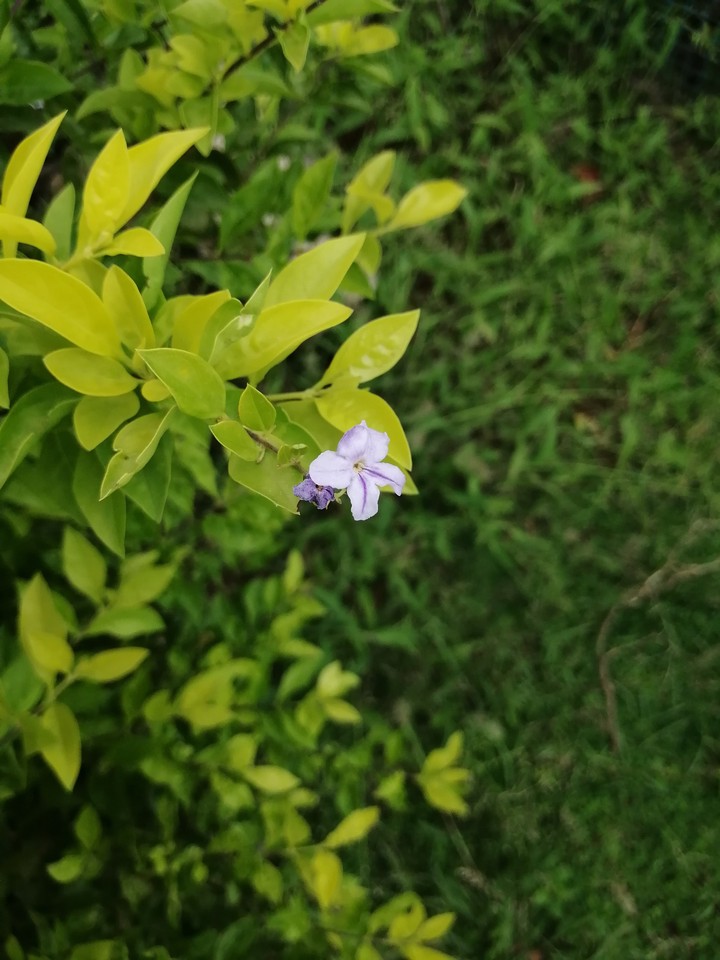 Flower ?