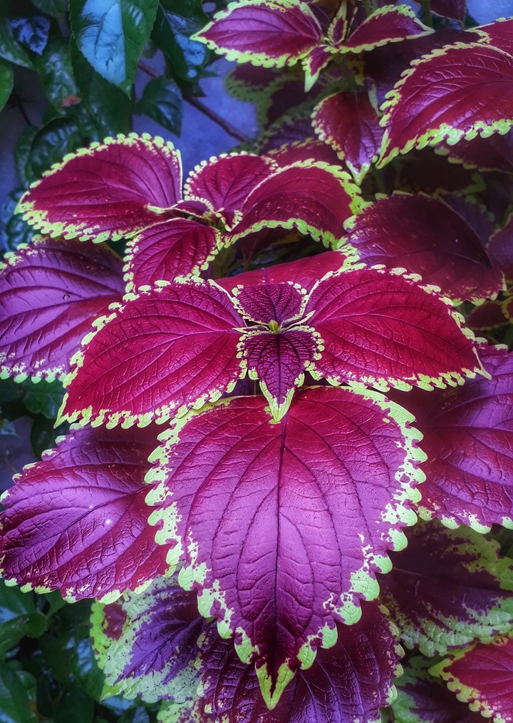 nature beauty