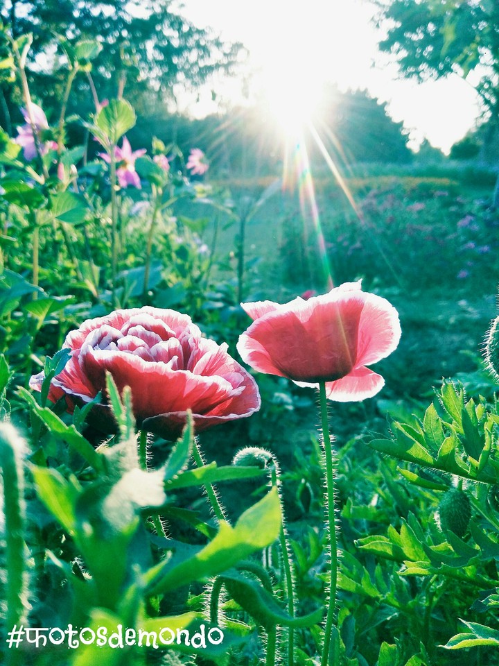 sun raising