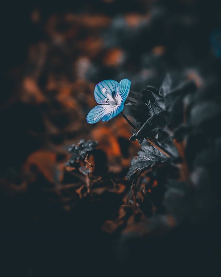 flower çiçek blue mavi