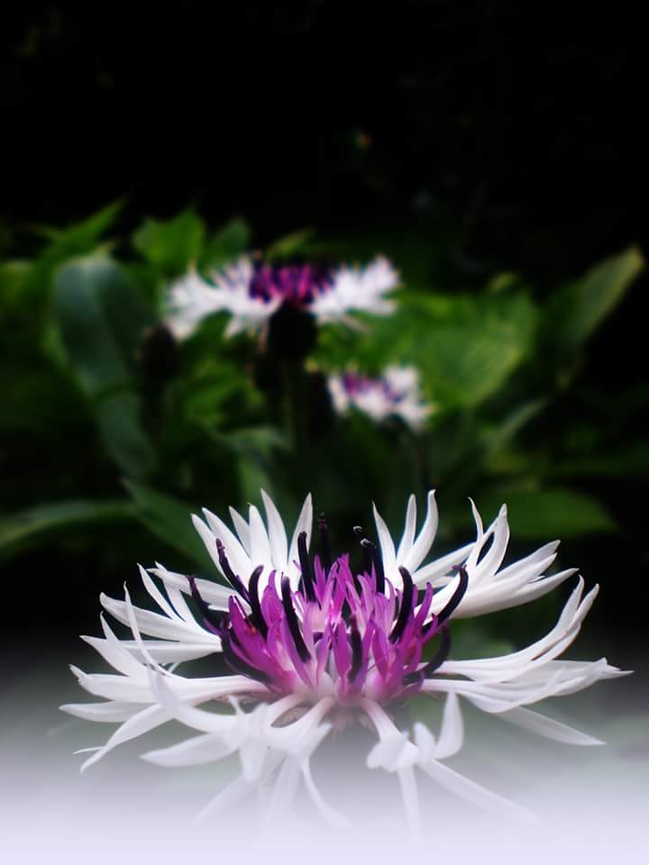 Magic flower