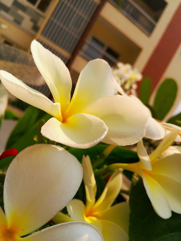 this flower looks so happy 
