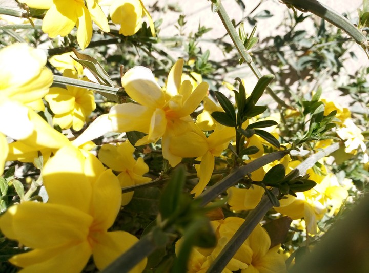 flawrs