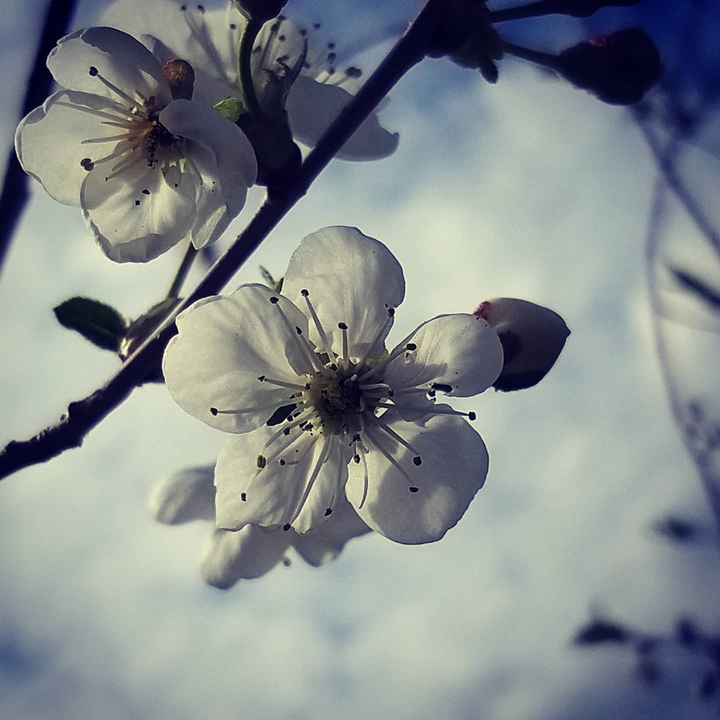 Wiosna