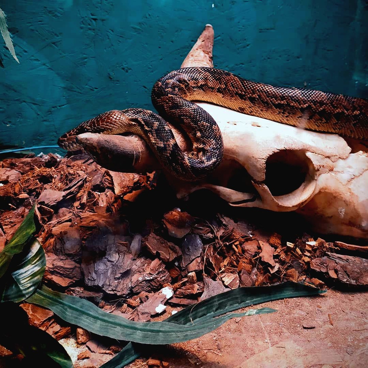 Snake
