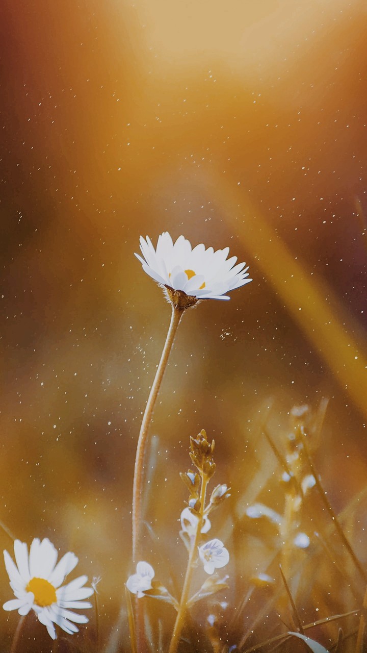 Glittery daisy<3