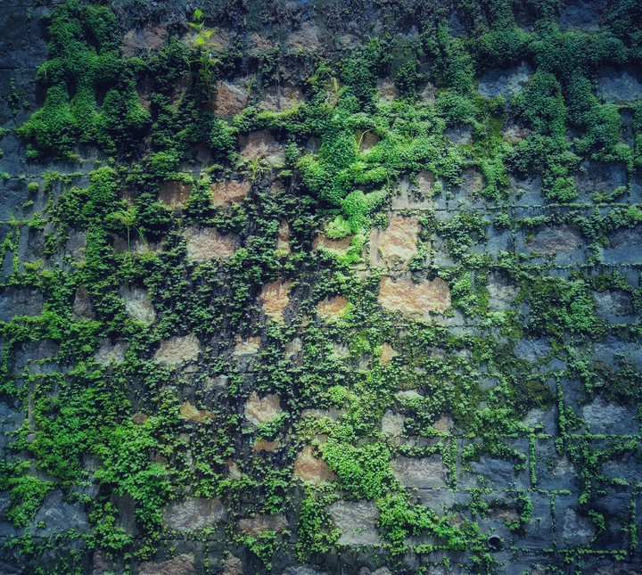 Green Wall