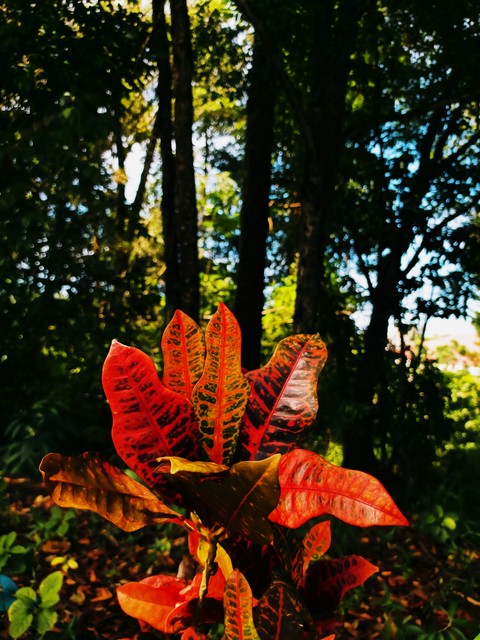 Just RED