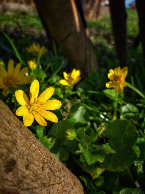 flower?