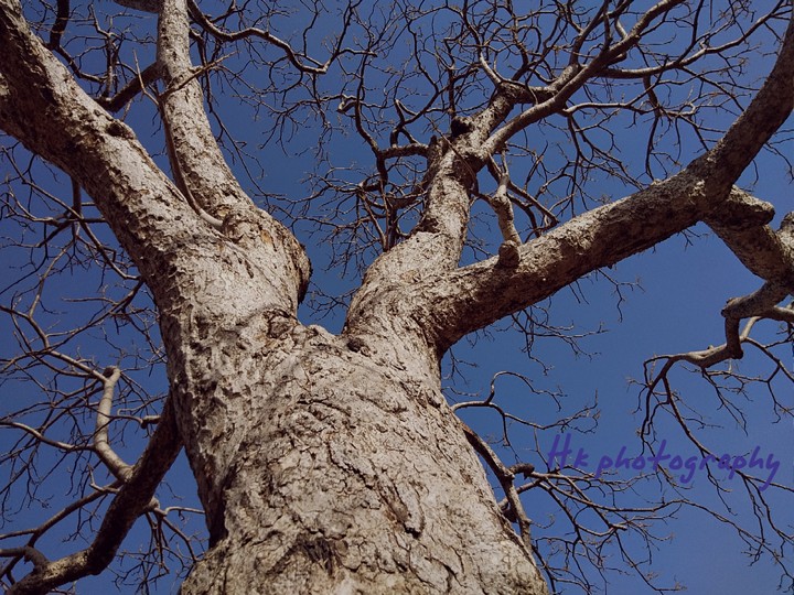 tree