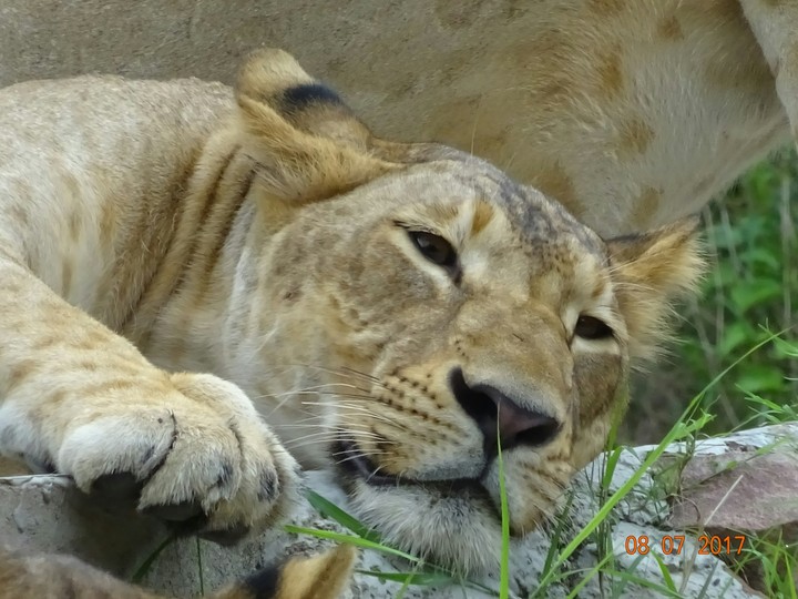 Lion