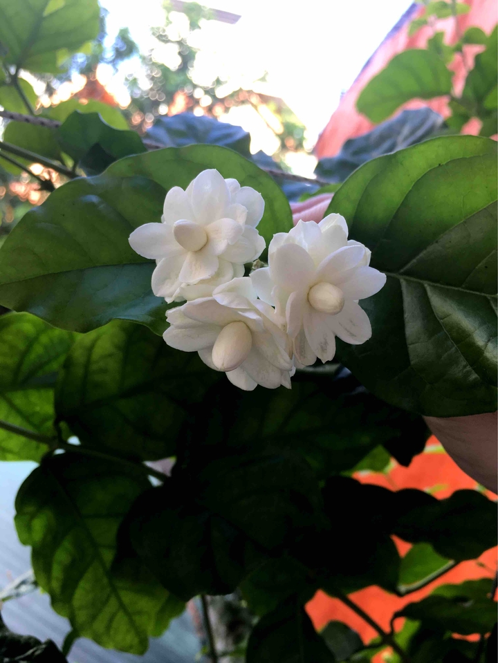 jasminum