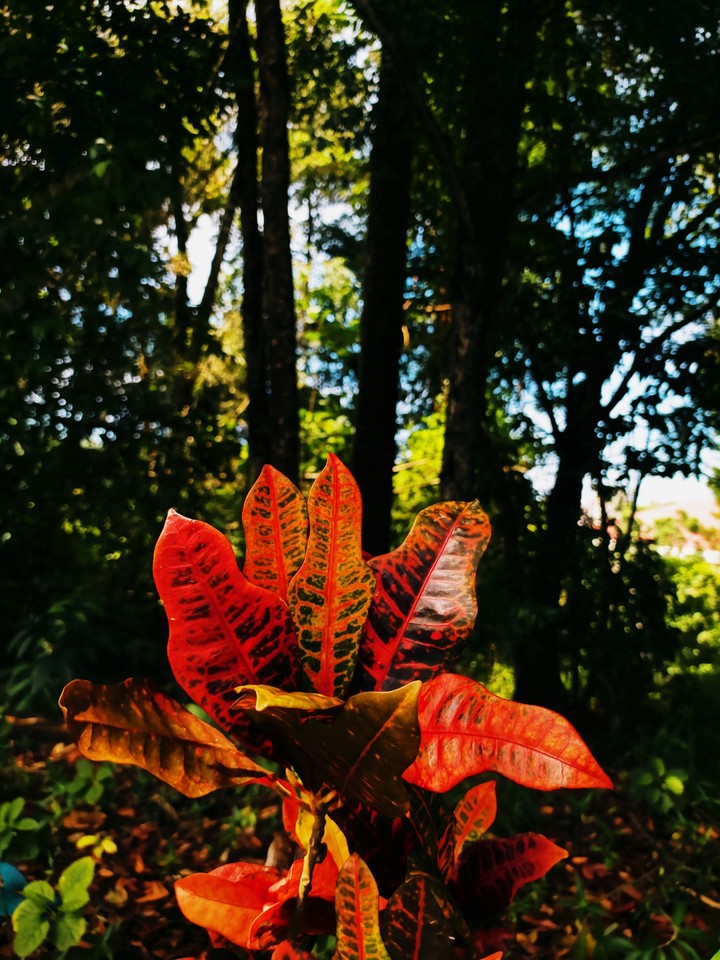 Just RED