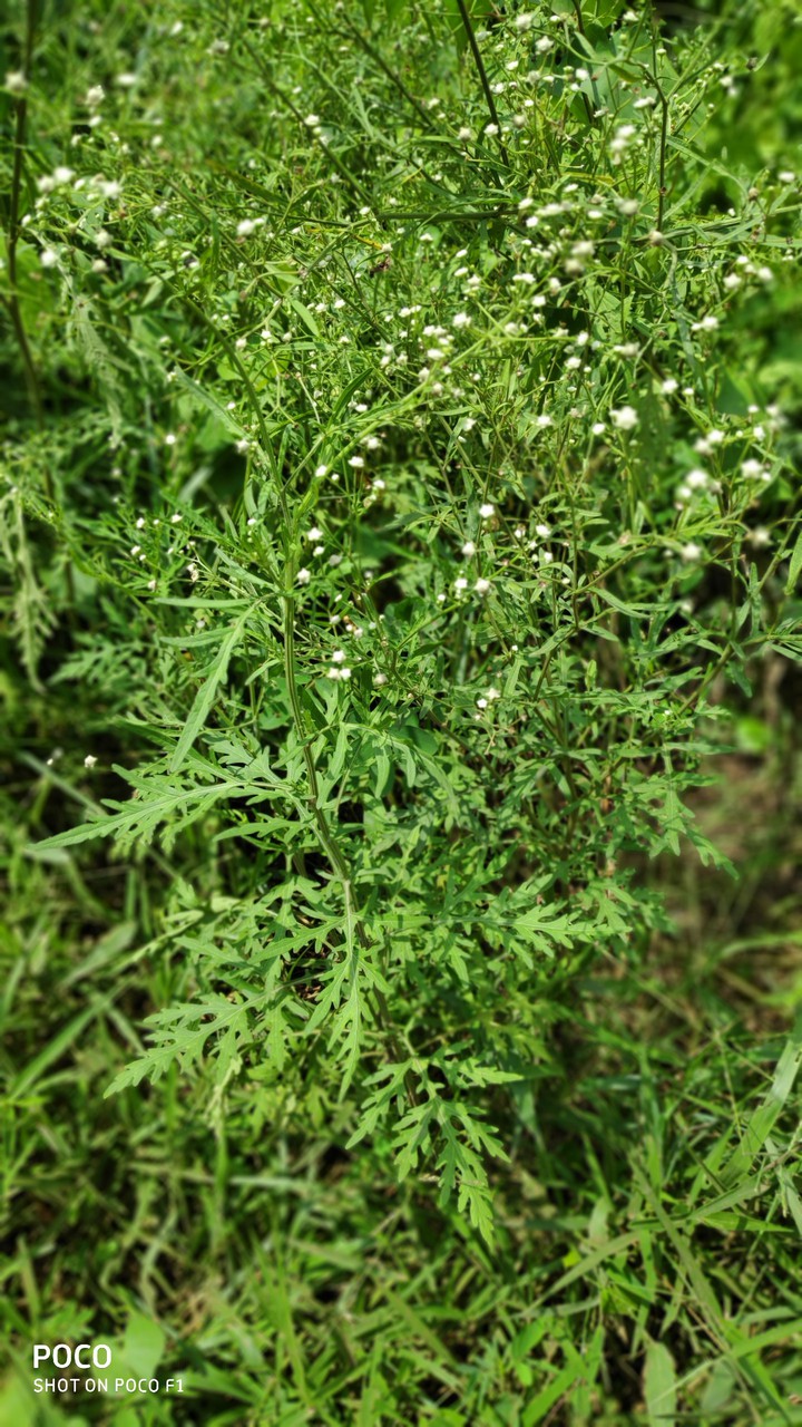 Parthanium