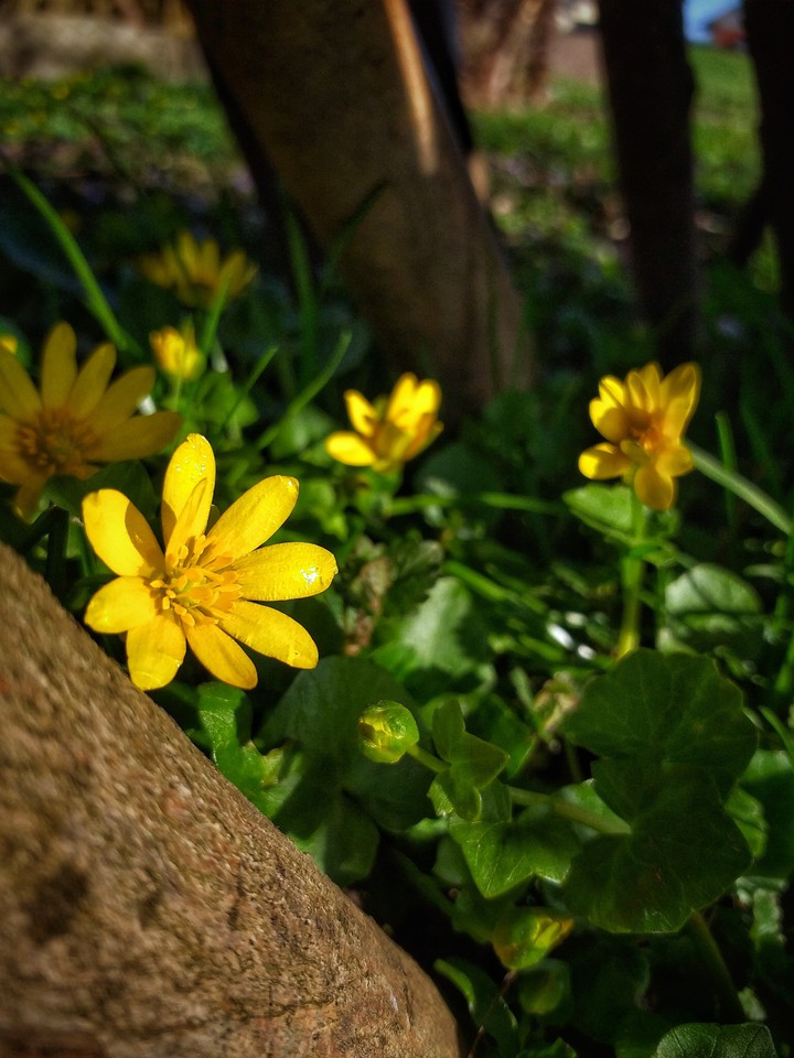 flower?