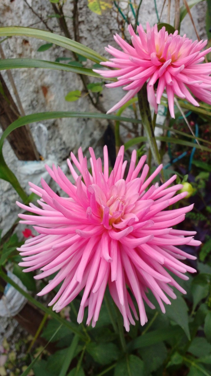 flores