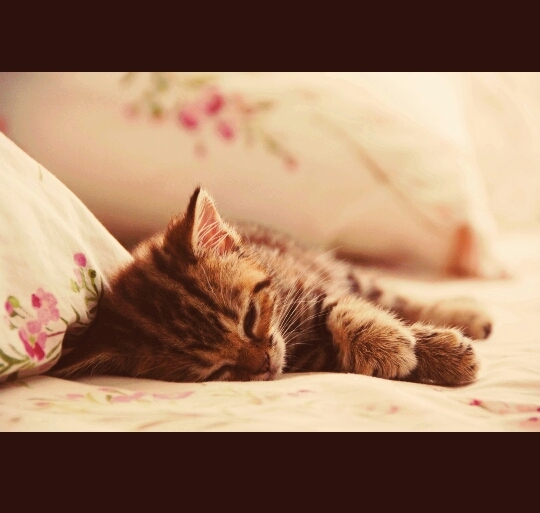 Katze