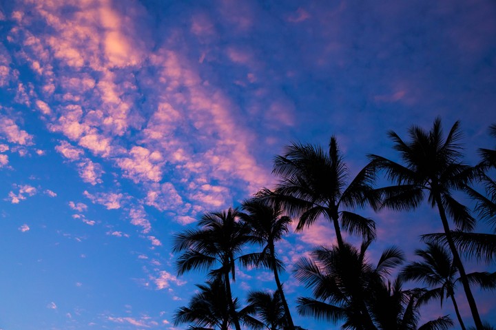 Palms Clouds Outlines