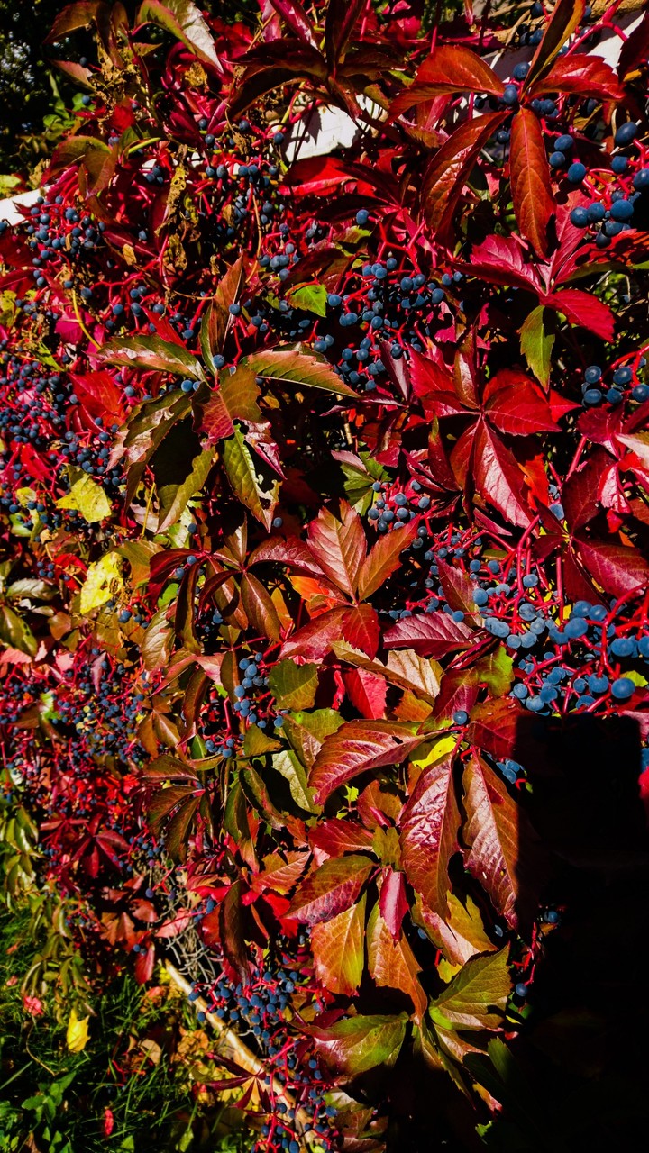 Autumn